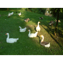 Gänse im Stadtpark Bild anzeigen